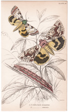 Plate 26
Catochala neogama
" amesia